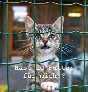 Klein und hungrig – bitte spendet Kittenfutter!