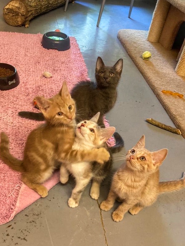 Kitten, Kitten, Kitten