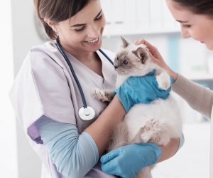Kosten für die Grundimmunisierung einer Freigänger-Katze belaufen sich auf ca. 150€